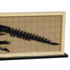 (Gobricks version) 306pcs MOC-209384 Hadrosaur Fossil