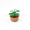 flowers plants bonsai