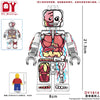 DY1813-1814 Transparent human anatomical skeleton Minifigures