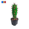 740PCS MOC-118883 Mini Saguaro Cactus (carnegiea Gigantea)